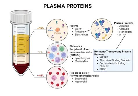 Plasma Proteins: Types and Functions (Basic Notes)