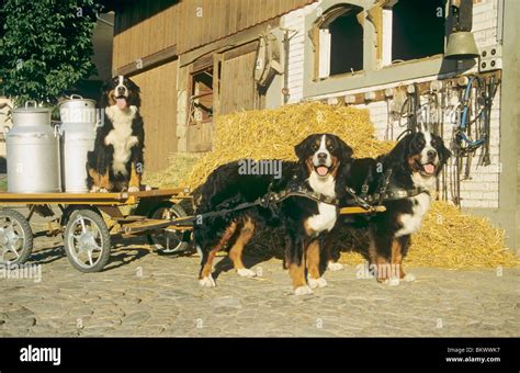 Bernese mountain dog pulling cart hi-res stock photography and images ...