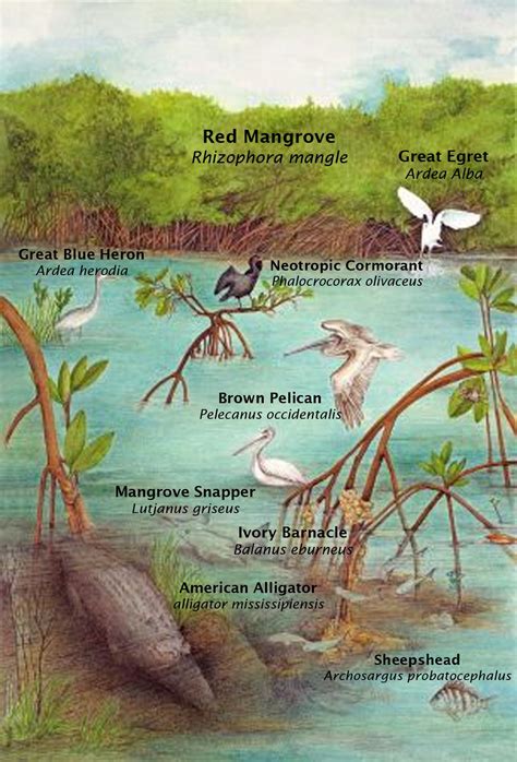 Which one is it biome ecosystem or habitat the answer plus a simple ...