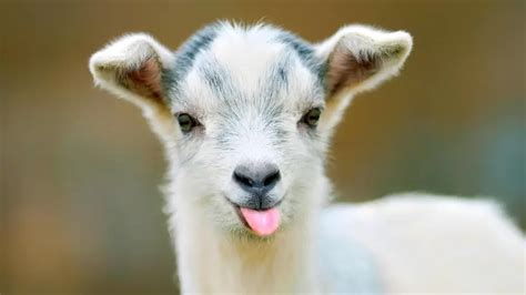 999+ Goat Names (BEST, Funny & Cute Ideas In 2024!)