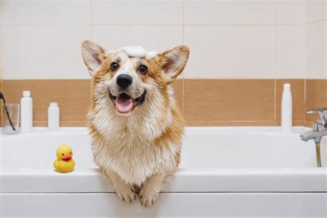 Is It Okay To Bathe A Sick Dog