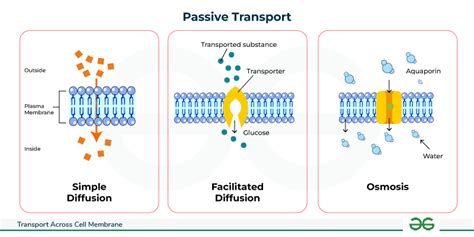 Passive Transport - Definition, Types, Diagram & Examples - % GeeksforGeeks