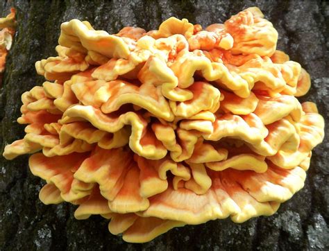 Chicken of the Woods (Higher Fungi of the San Francisco Bay Area ...