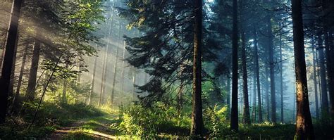 HD wallpaper: ultra-wide, nature, forest, sun rays, trees, photography ...