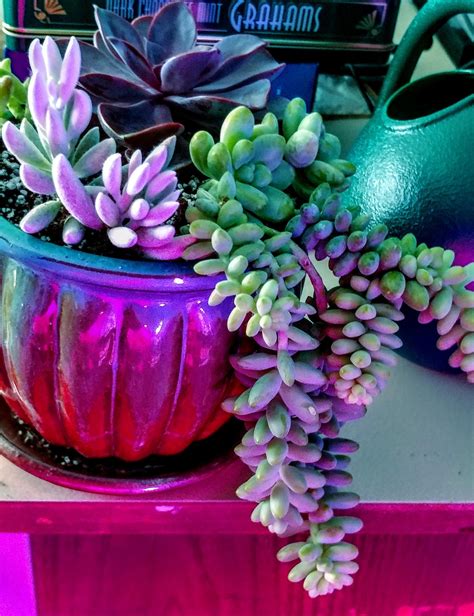 46 Best Purple Succulents | Purple and Green Succulents