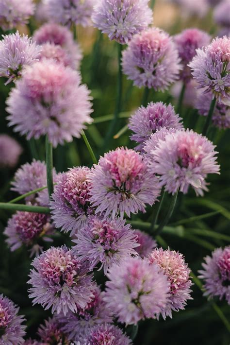 Edible Beauty: The 10 Best Flowering Herbs — Meadowlark Journal