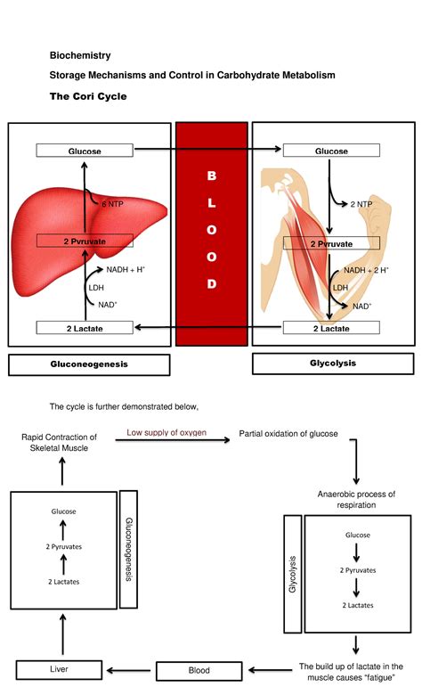 Diagram of the Cori Cycle - NADH + H+ NADH + 2 H+ 6 NTP 2 NTP NAD+ NAD+ ...