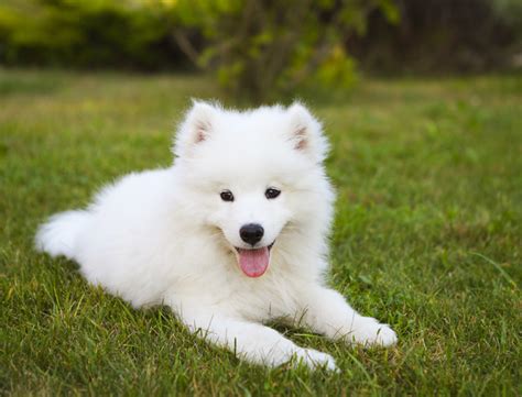 Samoyed Dog Breed Information, Pictures, Characteristics & Facts - Dogtime