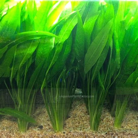 Echinodorus Bleheri | Amazon Sword | APF Aquarium Plants Factory®