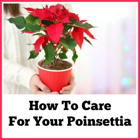 Poinsettia Care Tips