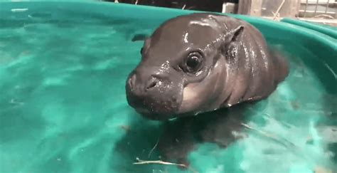 Toronto Zoo's baby hippo cools off in her new 'big girl' pool (VIDEO ...