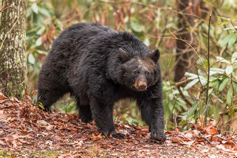 Smoky Mountain Black Bear Photograph by Kalley Cook