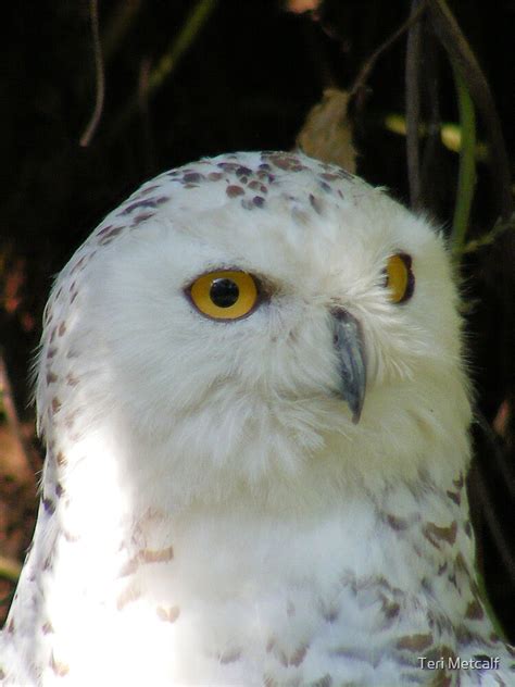 "Snowy Owl baby " by Teri Metcalf | Redbubble