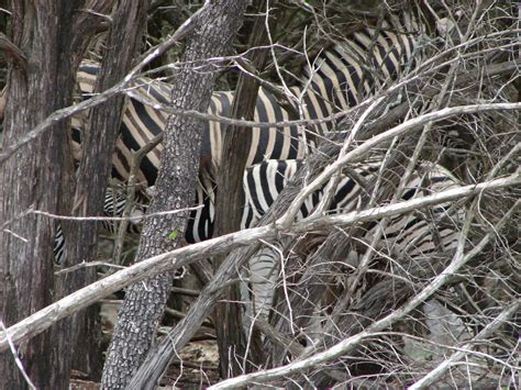 ARE ZEBRAS BLACK WITH WHITE STRIPES OR WHITE WITH BLACK STRIPES? |The ...