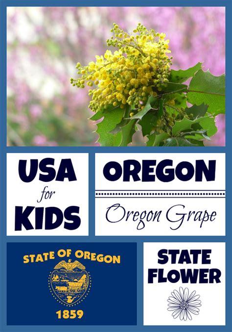 Oregon State Flower Archives - USA Facts for Kids