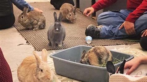 This incredibly cute Bunny Café is set to open in Vancouver in 2020 ...