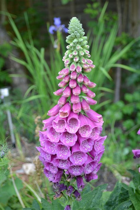 Foxglove Wild Close-Up - Free photo on Pixabay - Pixabay