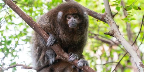 Titi monkey | Smithsonian's National Zoo and Conservation Biology Institute