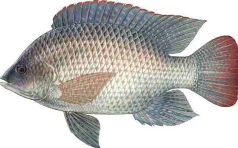 Tilapia Fish Farming Information Guide For Beginners | Asia Farming