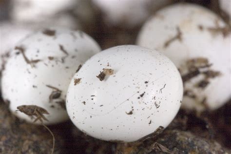 Giant African Land Snail's Eggs | About 3mm across, the size… | Flickr