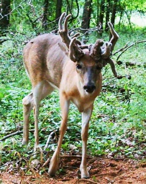 How Rare is a Doe With Antlers? - Big Deer