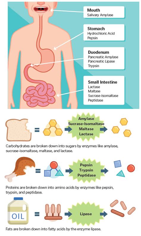 Should I Take Digestive Enzymes?