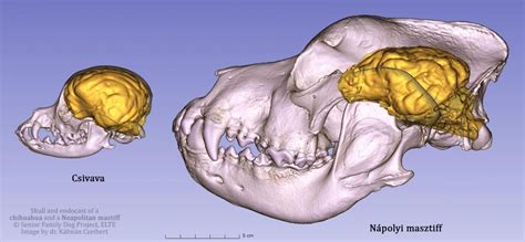 Comparing canine brains using 3-D-endocast modelling