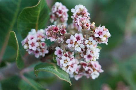 RHUS INTEGRIFOLIA BLOOM - SAN DIEGO COUNTY - 020922 Stock Image - Image ...