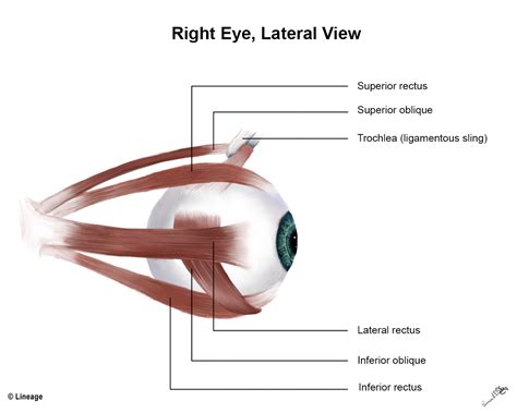 Superior Oblique Muscle With Human Eye Muscular Anatomy Outline Diagram ...