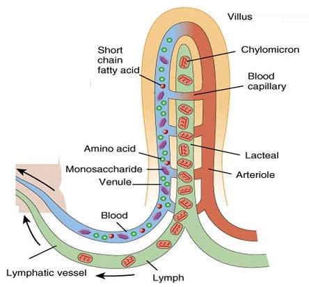 # 56 Absorption, small intestine and significance of villi | Biology ...