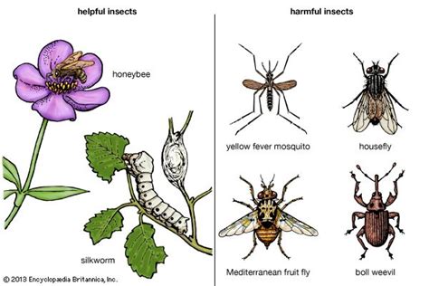 Harmful Insects