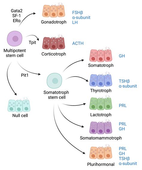 A review of multiomics platforms in pituitary adenoma pathogenesis