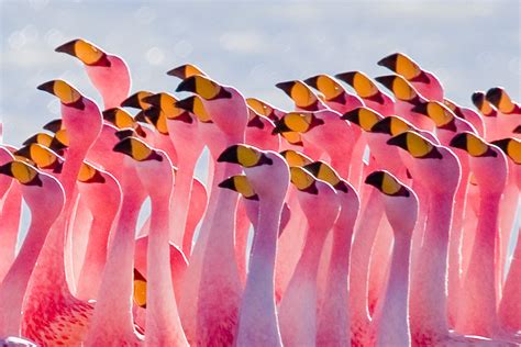 Flock of Flamingos looking right closeup photography HD wallpaper ...