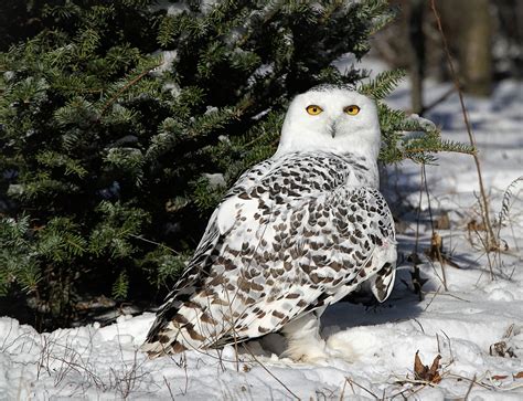 D. None of the Above: Bird expert shares thoughts on snowstorms, snowy ...