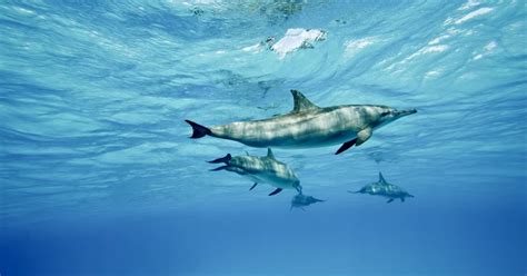 These genetic markers tell us the age of dolphins | FIU News - Florida ...