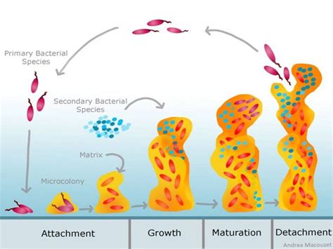 Biofilms bacterianos: ¿por qué deberían importarnos? | CReSA & the city ...