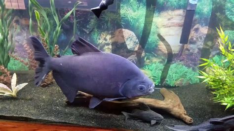 Pacu fish in his new 125 gallon tank - YouTube