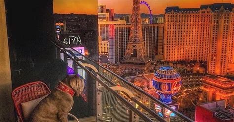 Can I Bring My Dog to the Las Vegas Strip? - BringFido