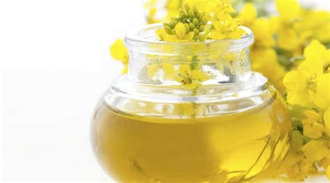 Is Canola oil healthy for you? 10 facts and 7 recipes you might be ...