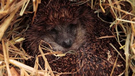 Video Of Hedgehog Moving In Hibernation Box - YouTube