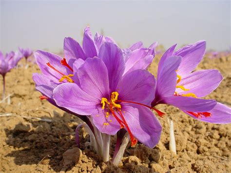 HOW TO GROW THE SAFFRON CROCUS - Crocus sativus |The Garden of Eaden