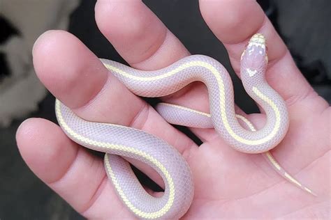 Top 15 King Snake Morphs (With Pictures) - ReptileHow.com