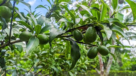 Avocado tree care and growing guide: expert tips for success | Gardeningetc