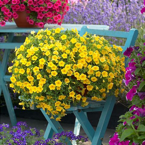 Million Bells Yellow | Container flowers, Million bells, Container plants