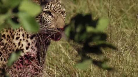 How Fast Can a Leopard Run? It's Slower than Most of Its Prey