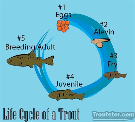 Life Cycle of A Trout - An Infographic with the Various Stages of Life