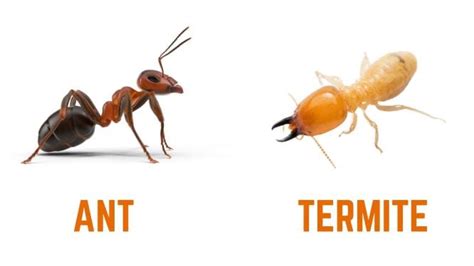 Termite Vs Ant