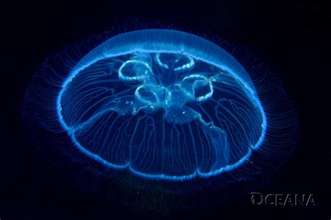 Feature: About Jellyfish - Oceana Europe