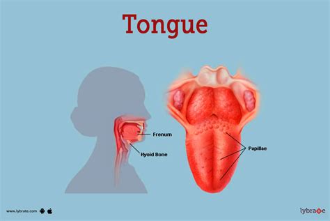 Human Tongue Anatomy