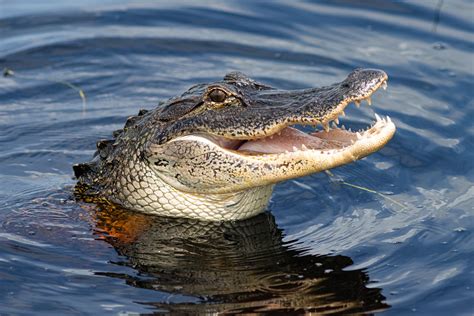 What's the Difference Between Alligators and Crocodiles?